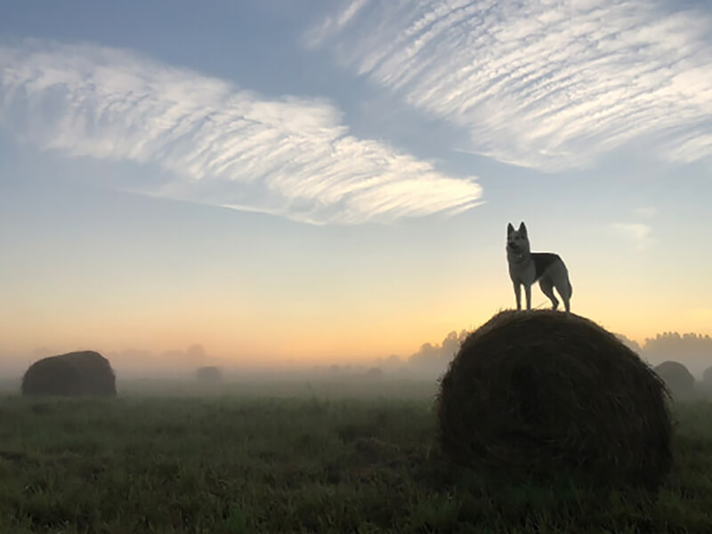 Фотография туманного поля